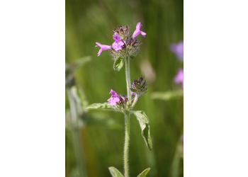 Gemeiner Wirbeldost (Clinopodium vulgare) - © Emanuel Trummer